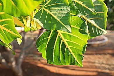 ARPG《恸哭机巧》宣布延期 7月27日发售